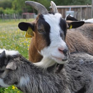 Entradas Granja Escuela Ultzama