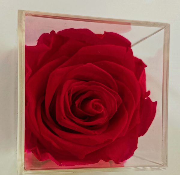 Rosa roja preservada en caja de acrílico