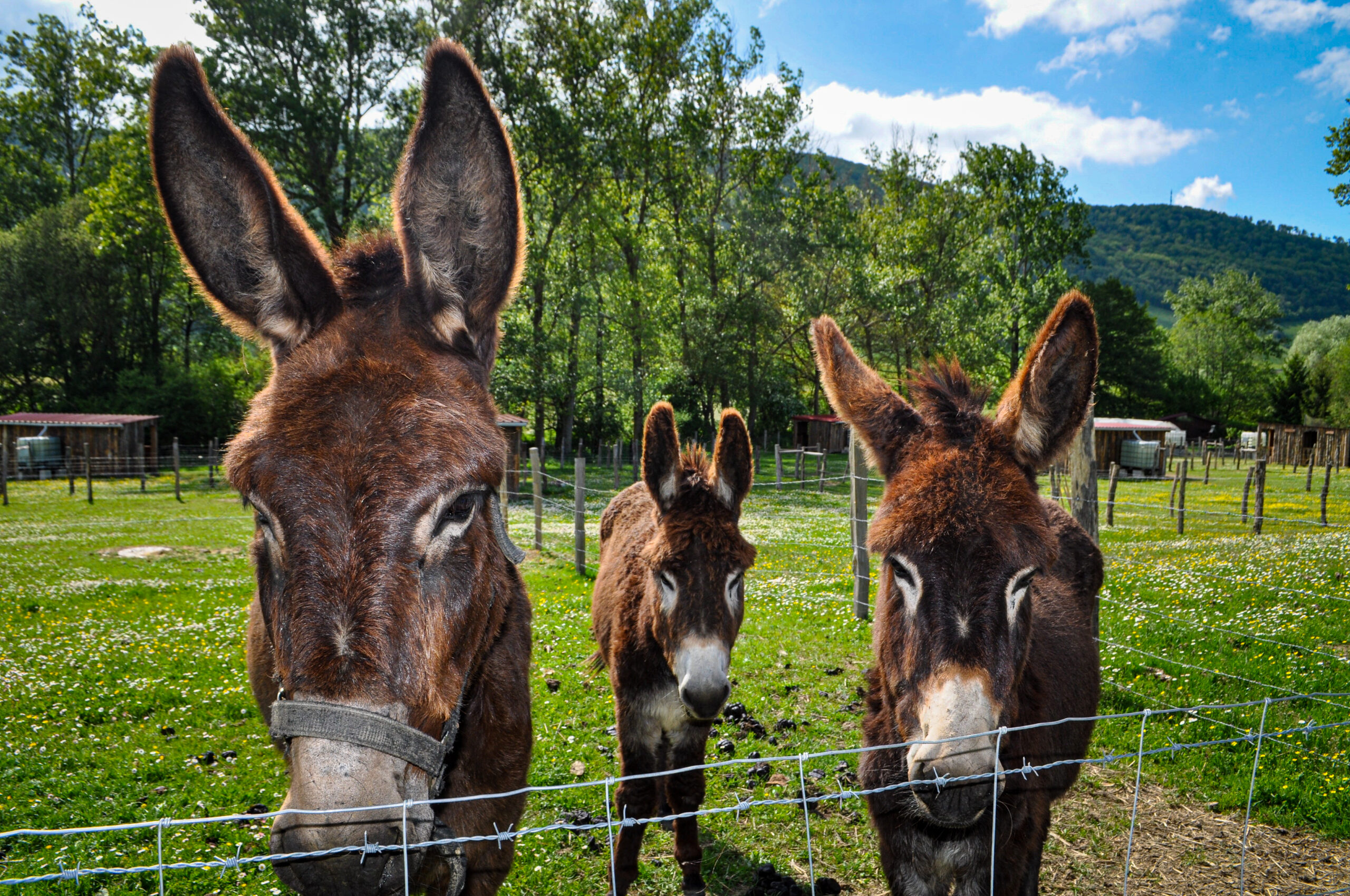 Visita guiada en la granja escuela Ultzama, taller de quesos